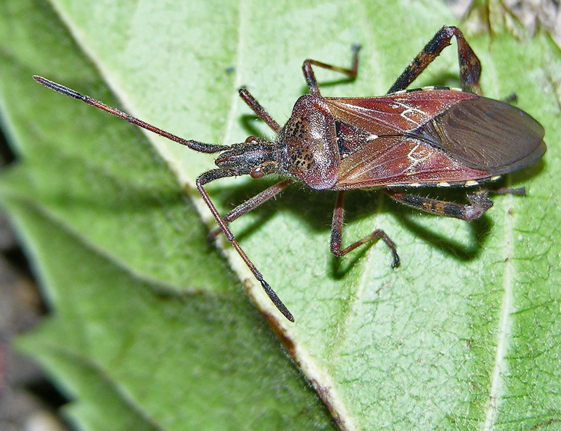 Coreidae: Leptoglossus occidentalis del Trentino